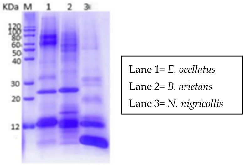 Comparative Label-Based Proteomics of Venoms from <i>Echis ocellatus</i>, <i>Naja nigricollis</i>, and <i>Bitis arietans</i>.