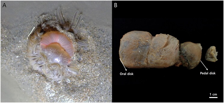 The complete mitochondrial genome of sand anemone, <i>Paracondylactis hertwigi</i> (Wassilieff, 1908).