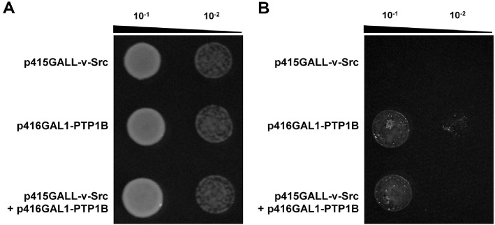 Screening of Protein Tyrosine Phosphatase 1B Inhibitors from Actinomycete Extracts Using Recombinant <i>Saccharomyces cerevisiae</i>.