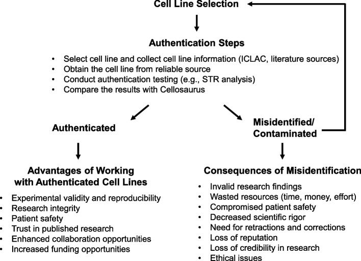 Misidentified cell lines: failures of peer review, varying journal responses to misidentification inquiries, and strategies for safeguarding biomedical research.