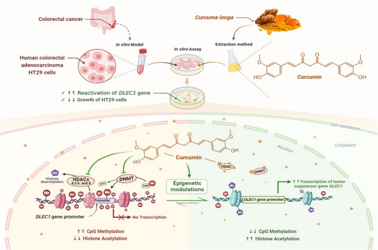 Epi-nutrients for cancer prevention: Molecular mechanisms and emerging insights.