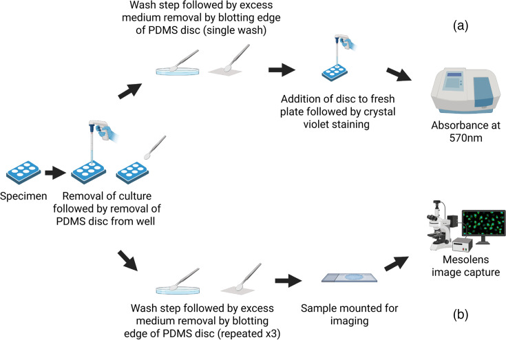 A simple silicone elastomer colonization model highlights complexities of <i>Candida albicans</i> and <i>Staphylococcus aureus</i> interactions in biofilm formation.