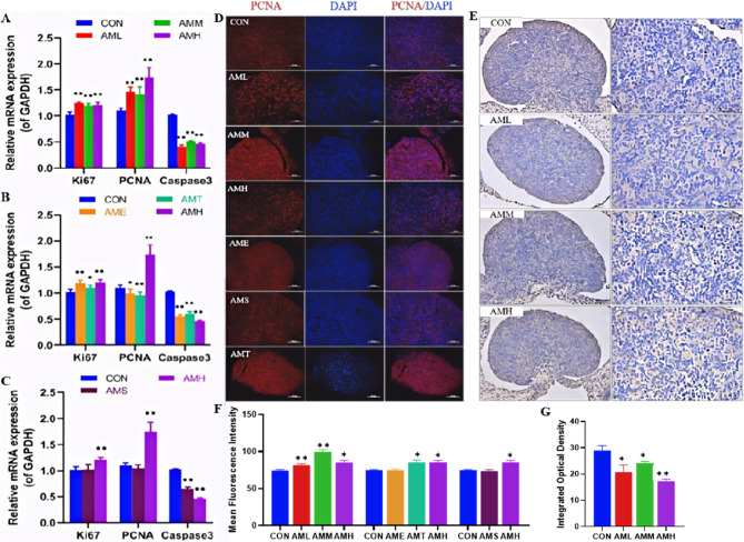 The impact of prenatal amoxicillin exposure at different doses, stages, and courses on offspring ovarian development.