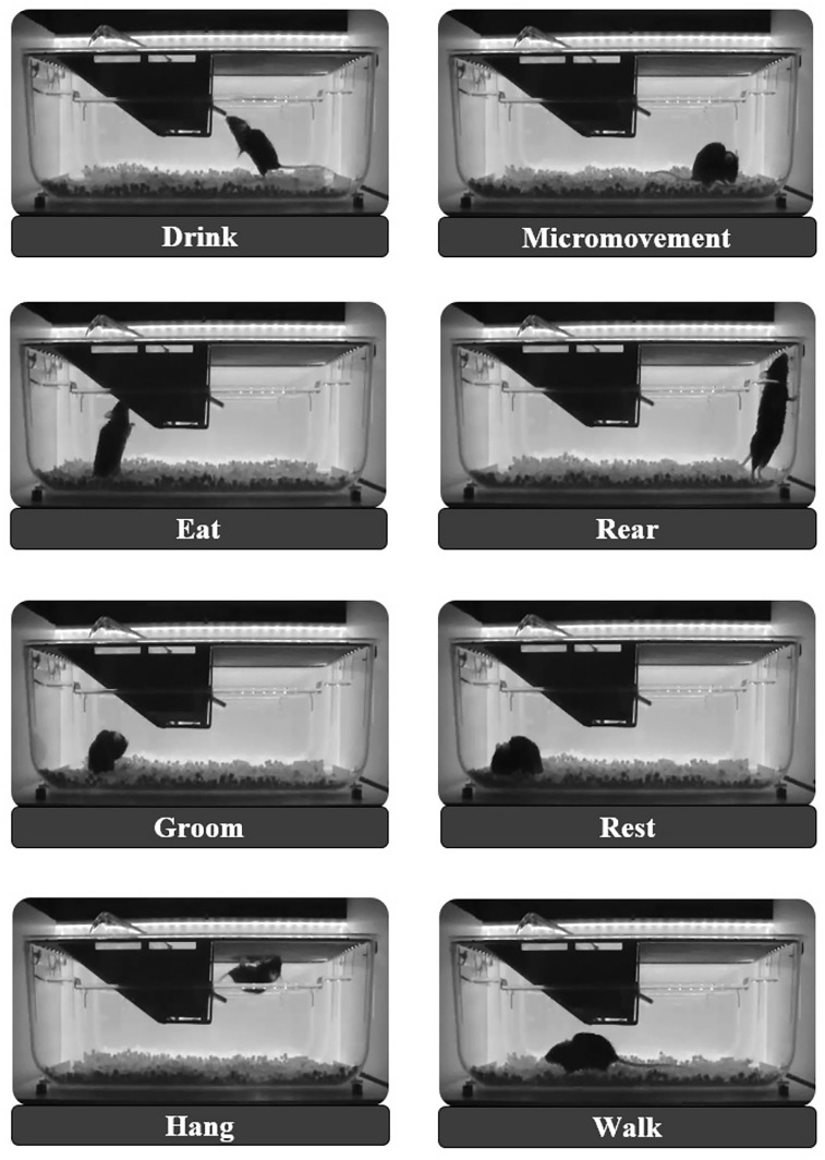 DeepEthoProfile-Rapid Behavior Recognition in Long-Term Recorded Home-Cage Mice.