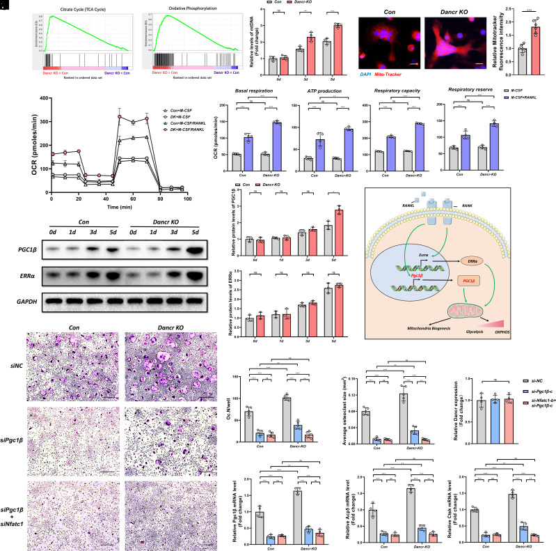 Correction for Zhang et al., Dancr-BRG1 regulates Nfatc1 transcription and Pgc1β-dependent metabolic shifts in osteoclastogenesis.