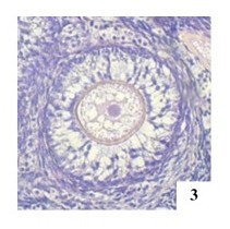 Quantification of polyoocyte follicles (POFs) in domestic cats.