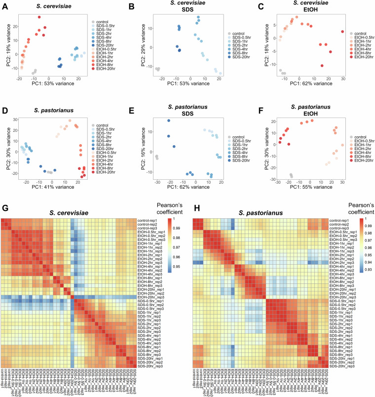 Time-resolved transcriptomics of S. cerevisiae and S. pastorianus in response to plasma membrane stresses.