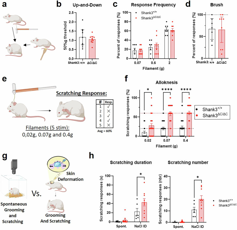 Primary sensory neuron dysfunction underlying mechanical itch hypersensitivity in a Shank3 mouse model of autism.