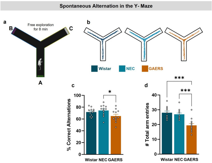 Impairment of Spatial Working Memory but Preservation of Recognition Memory in Female Rats with Spontaneous Absence Seizures