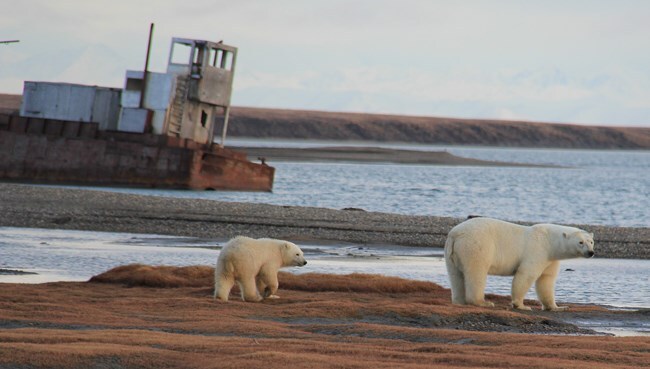 Ice-olating a health scoring system for wild polar bears.