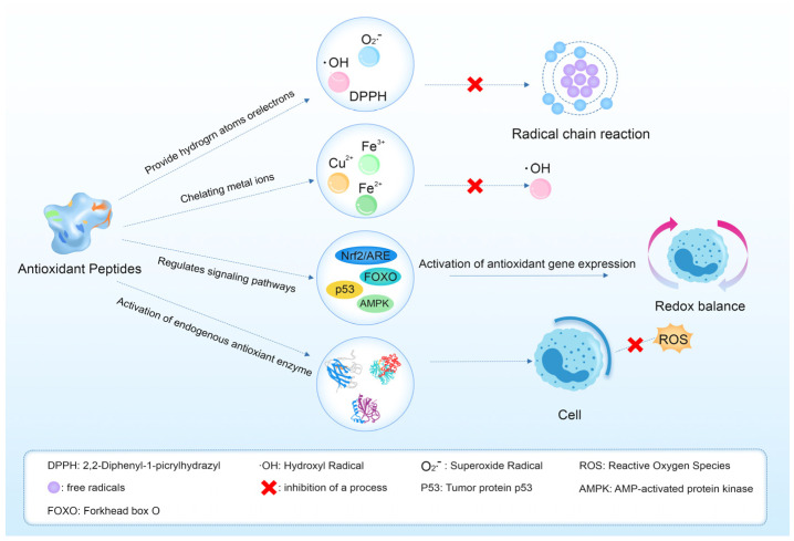 Bioactive Peptides Derived from Tuna: Screening, Extraction, Bioactivity, and Mechanism of Action.