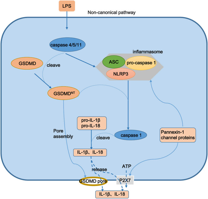 Therapeutic approaches for liver fibrosis/cirrhosis by targeting pyroptosis.