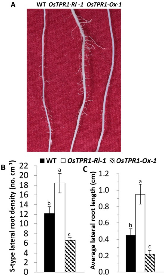 Transcriptional corepressor OsTPR1 regulates tillering and lateral root development in rice.