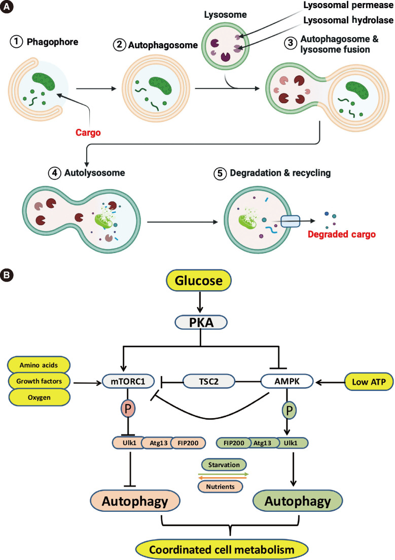 Crosstalk between Epigenetics and Autophagy in Metabolic Dysfunction-Associated Steatotic Liver Disease.