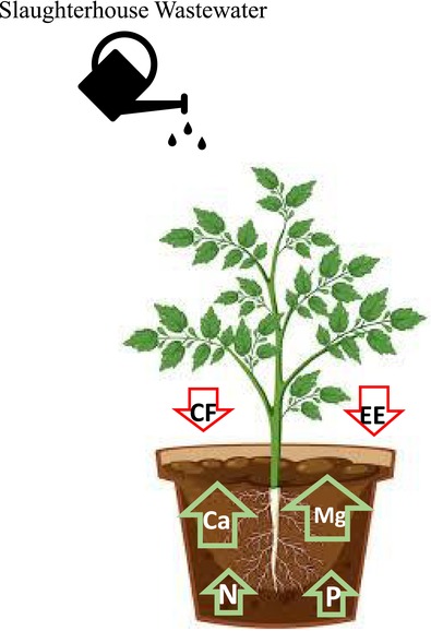 Productivity and Chemical-Bromatological Composition of Mombaça Grass Fertigated With Cattle Slaughterhouse Effluent With and Without Disinfection With Peracetic Acid.