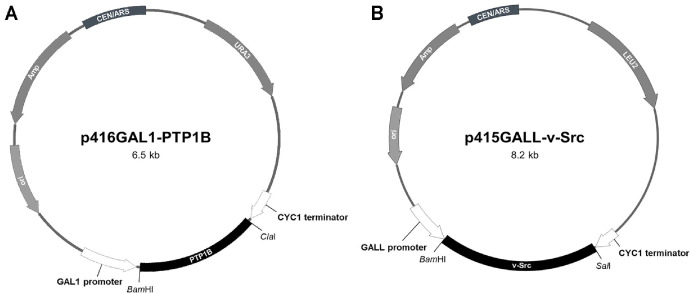 Screening of Protein Tyrosine Phosphatase 1B Inhibitors from Actinomycete Extracts Using Recombinant <i>Saccharomyces cerevisiae</i>.
