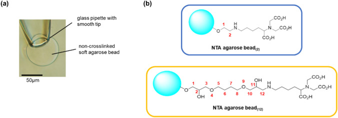 Direct insertion of an ion channel immobilized on a soft agarose gel bead into a lipid bilayer: an optimized method