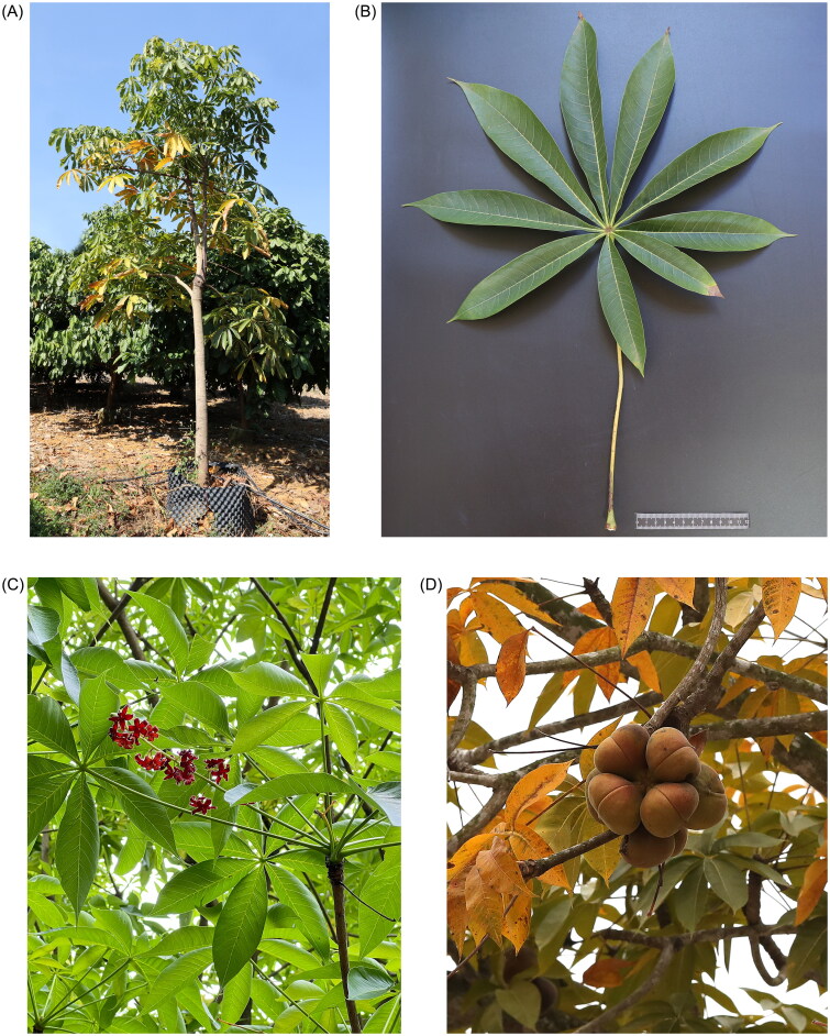 The first complete chloroplast genome sequence of <i>Sterculia foetida</i> Linnaeus (Malvaceae) and a comparative phylogenetic analysis.