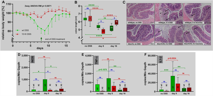 Functional humanization of 15-lipoxygenase-1 (Alox15) protects mice from dextran sodium sulfate induced intestinal inflammation.