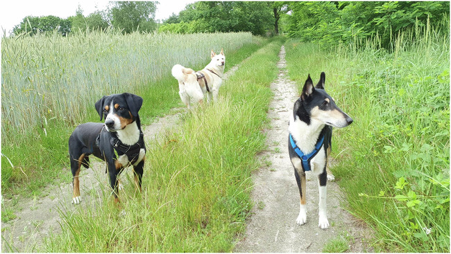 Neuroscience: Domestication shaped dogs' brains and behaviour.