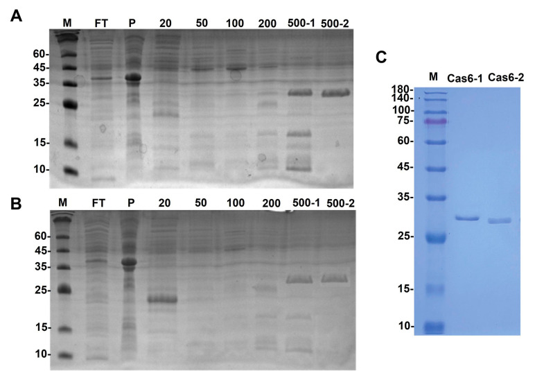 <i>Thermus thermophilus</i> CRISPR Cas6 Heterologous Expression and Purification.