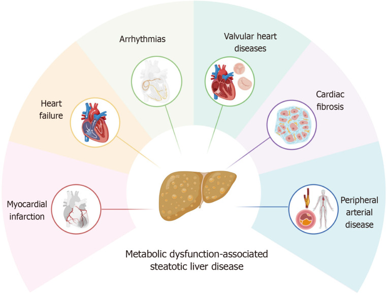 Integrating liver and heart health: Cardiovascular risk reduction in patients with metabolic-associated steatotic liver disease.