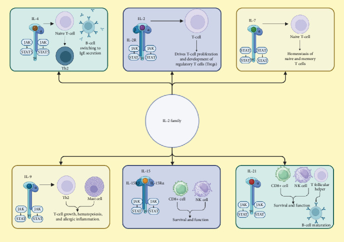 The Multifaceted Role of the IL-2 Cytokine Family in Melanoma: Mechanisms, Therapeutic Implications, and Immune Modulation.