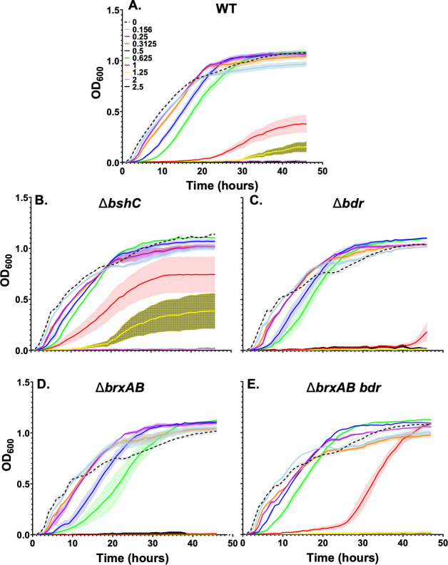 Reductive activation of the disulfide-containing antibiotic thiolutin is mediated by both bacillithiol and FAD-dependent disulfide reductases.