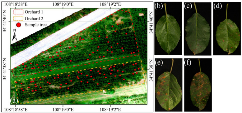Quantifying the severity of Marssonina blotch on apple leaves: development and validation of a novel spectral index.
