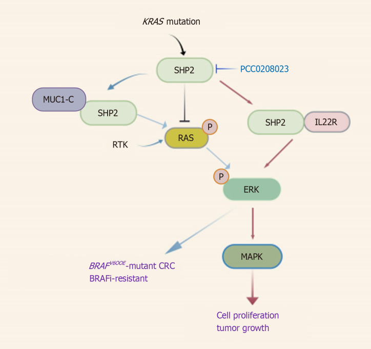 Targeting SHP2: Dual breakthroughs in colorectal cancer therapy-from signaling pathway modulation to immune microenvironment remodeling.