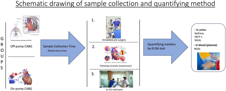 Urinary and serum biomarkers of renal injury in coronary artery bypass grafting: a prospective evaluation with new biomarkers'.