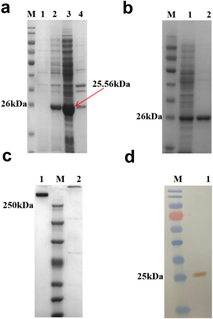 Study on immunogenicity of recombinant ferritin hemagglutinin of canine distemper virus.