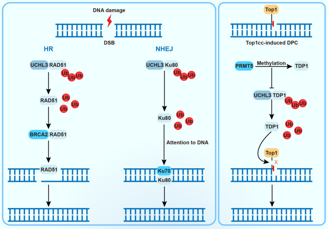 UCHL3: a crucial deubiquitinase in DNA damage repair and tumor progression.