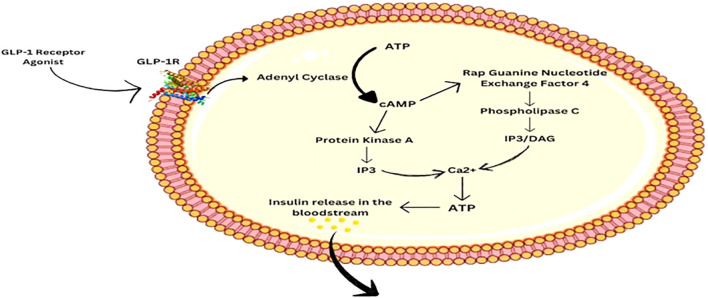 Exploring the multifaceted roles of GLP-1 receptor agonists; a comprehensive review.