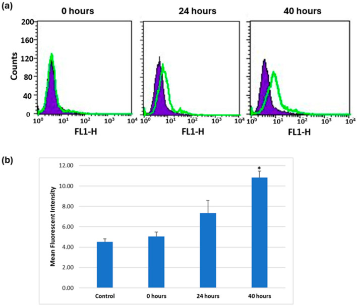 K562 Chronic Myeloid Leukemia Cells as a Dual β3-Expressing Functional Cell Line Model to Investigate the Effects of Combined αIIbβ3 and αvβ3 Antagonism.