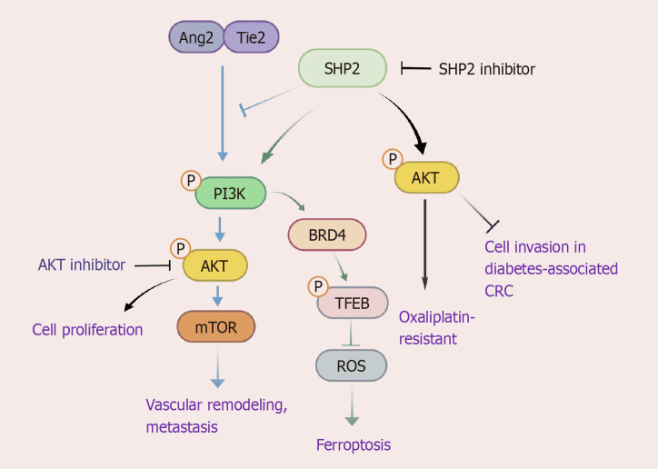 Targeting SHP2: Dual breakthroughs in colorectal cancer therapy-from signaling pathway modulation to immune microenvironment remodeling.