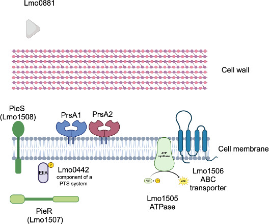 Characterization of the <i>Listeria monocytogenes</i> PieRS regulon distinguishes the function of the critical secretion chaperone PrsA2 from other regulon members.