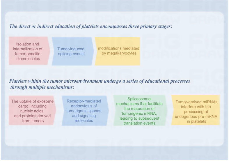 The role of platelets in tumor immune evasion and metastasis: mechanisms and therapeutic implications.