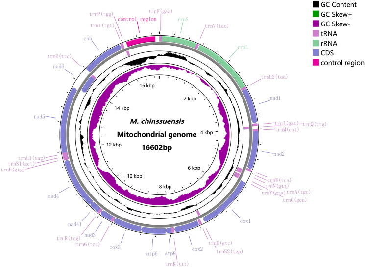 The complete mitochondrial genome of <i>Microphysogobio chinssuensis</i> (Cypriniformes: Gobioninae) from Shanxi Province of China.