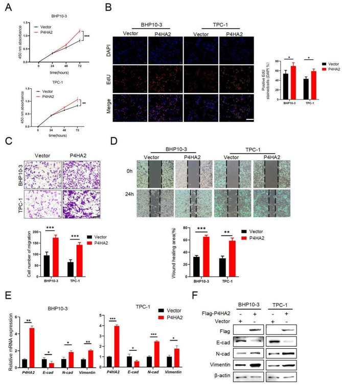 P4HA2 promotes the progression of papillary thyroid cancer by enhancing degradation of IκBα to activate NF-κB signaling pathway.
