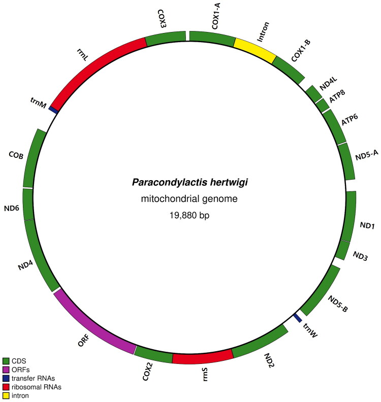 The complete mitochondrial genome of sand anemone, <i>Paracondylactis hertwigi</i> (Wassilieff, 1908).