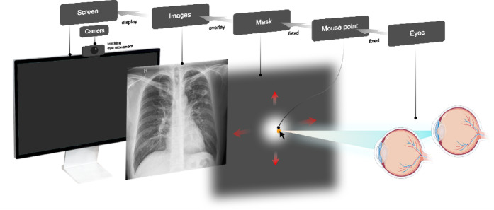 Improving lesion detection skills in medical imaging education through enhanced peripheral visual perception.