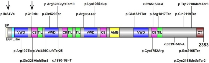 Biallelic Mutations in the Otogelin-Like Gene (OTOGL) Associated With Congenital Non-Syndromic Sensorineural Hearing Loss in a Chinese Family.