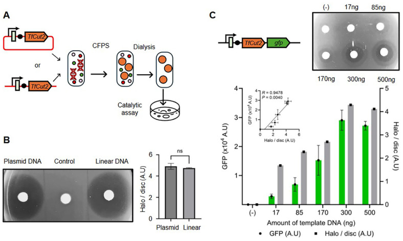 Rapid Screening of Plastic-Degrading Enzymes Using an Optimized Cell-Free Protein Synthesis Platform.