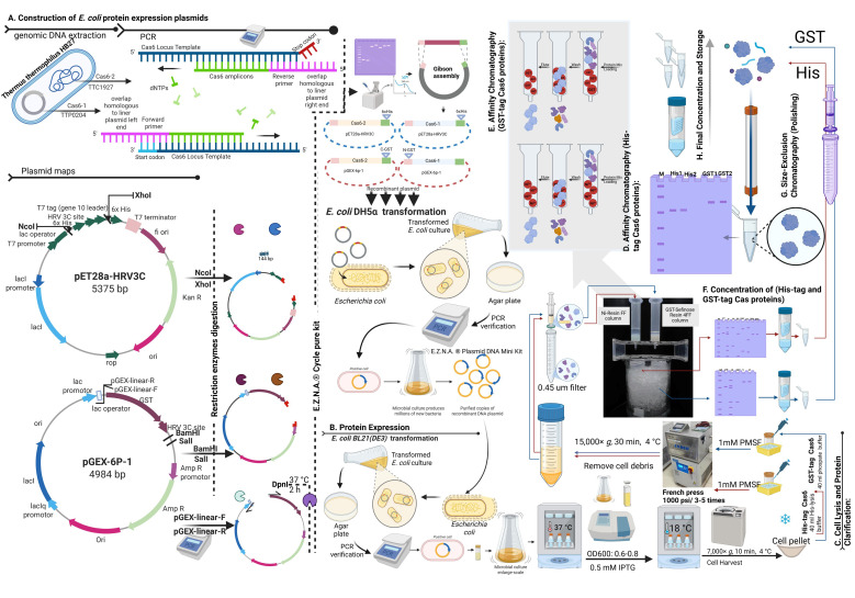 <i>Thermus thermophilus</i> CRISPR Cas6 Heterologous Expression and Purification.
