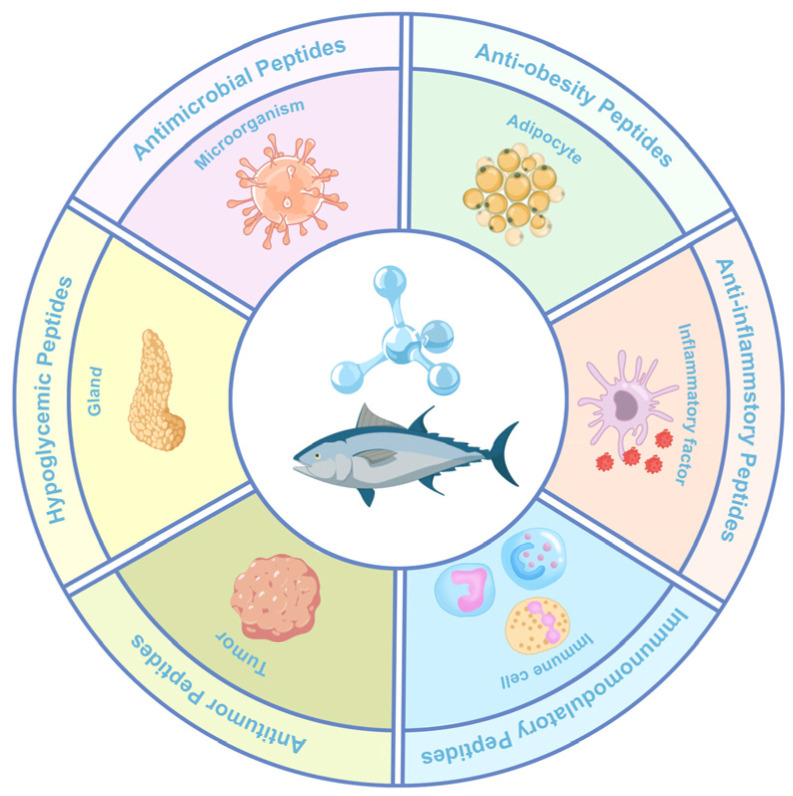 Bioactive Peptides Derived from Tuna: Screening, Extraction, Bioactivity, and Mechanism of Action.