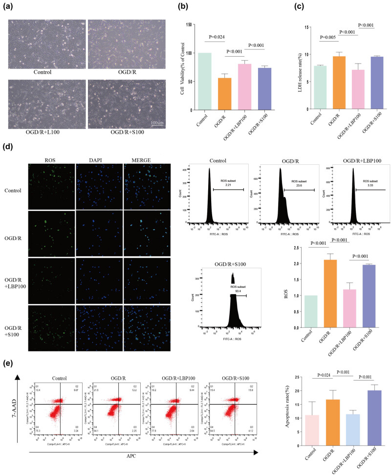 Mechanism study on the attenuation of cerebral ischemia-reperfusion injury by LBP extract through regulation of SIRT1/PGC-1α axis.