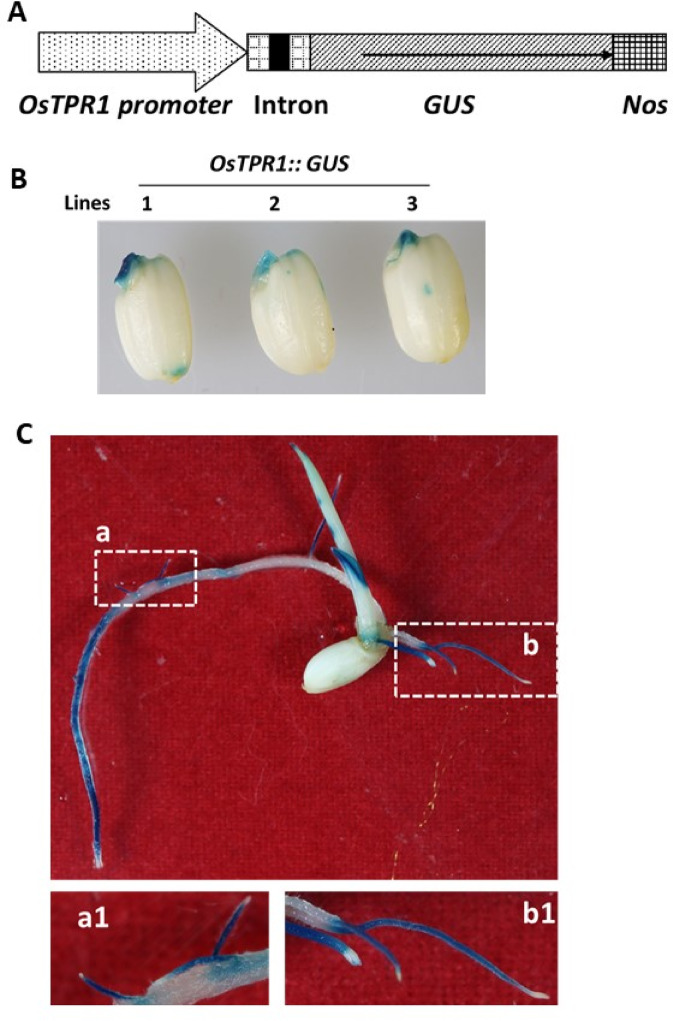 Transcriptional corepressor OsTPR1 regulates tillering and lateral root development in rice.