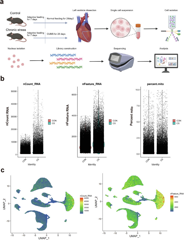 Single-nucleus profiling of the left ventricle of the mouse heart after chronic stress.