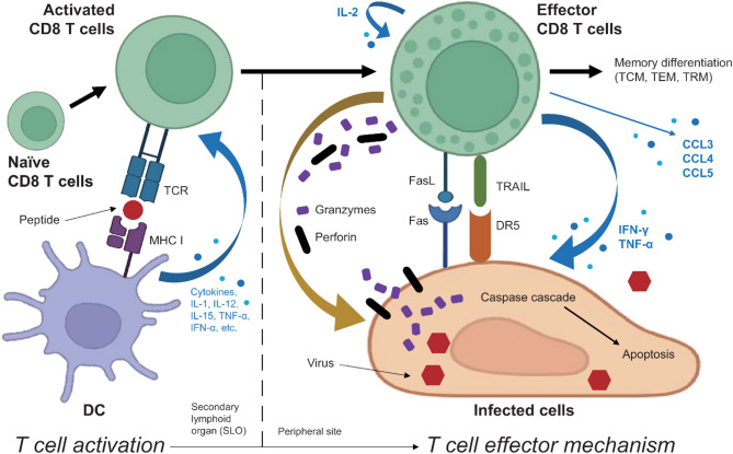 CD8 T cell dynamics and immune cell trafficking in ZIKV infection: implications for neuroinflammation and therapy.